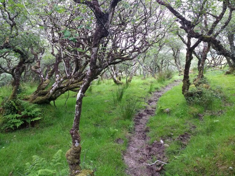 A well trodden dirt path through a forest of Birch trees