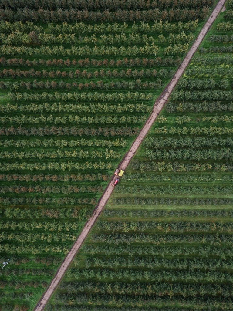 Rows of trees and crops with a road through them. A tractor is driving on the road.
