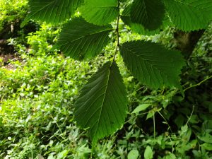 The green leaves of a wych elm tree