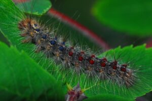 A red, blue and brown caterpillar crawling on some leaves