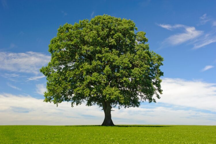 A lone tree with blue sky behind