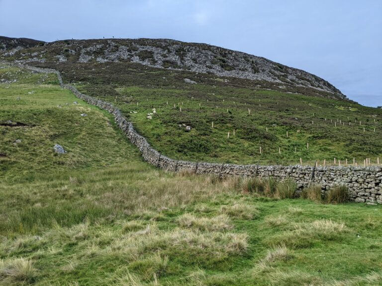 Tree planting in uplands in the Pennines